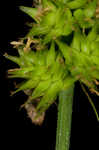 Oval-leaf sedge